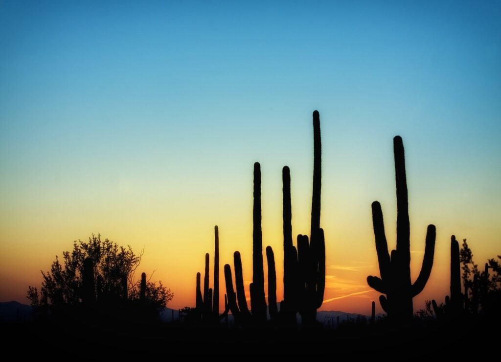 arizona, cactus, cacti-397746.jpg