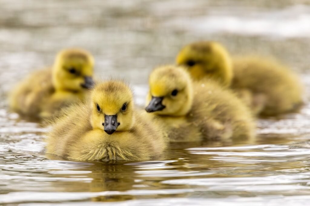 birds, geese, goslings-7161315.jpg